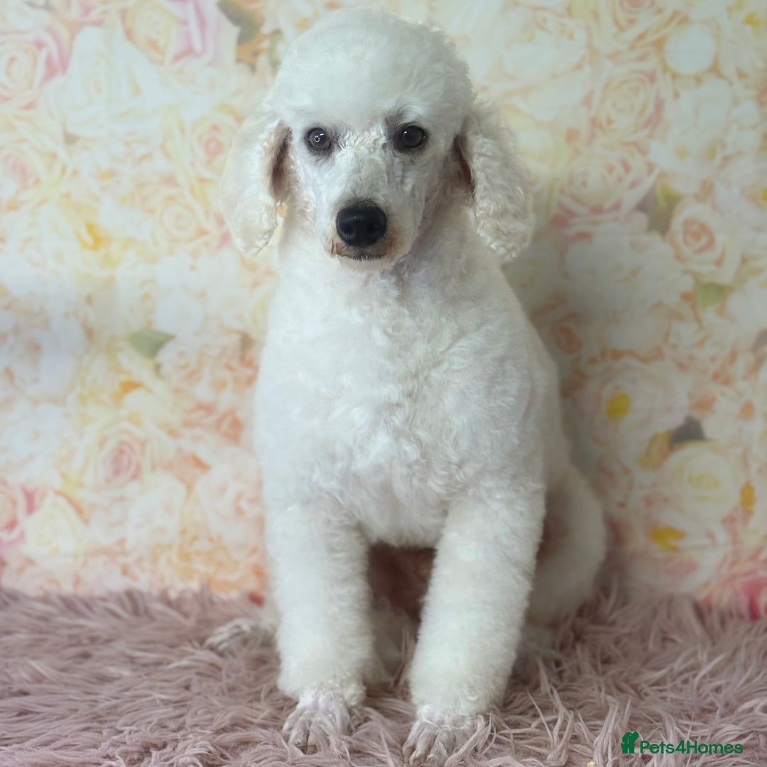 Miniature Poodle dogs for stud: Exceptional Miniature Poodle Stud Dog Services - Image 3
