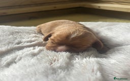 Cavalier King Charles Spaniel dogs for sale: Pugalier Pups ready for their new home!  - Image 4
