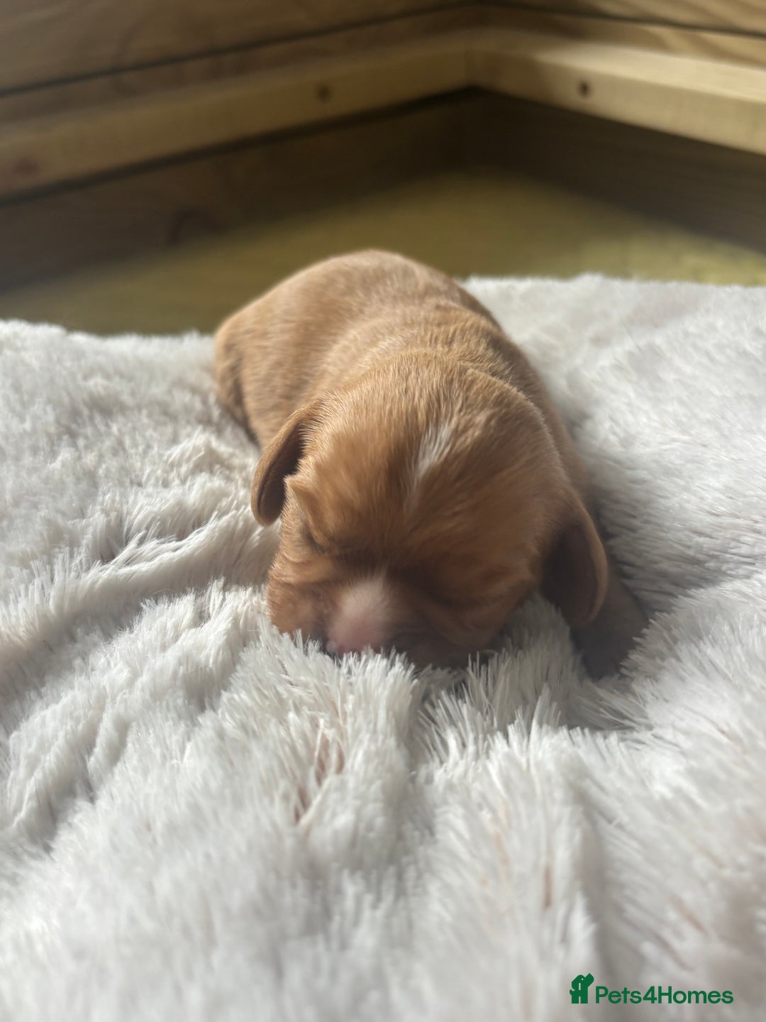 Cavalier King Charles Spaniel dogs for sale: Pugalier Pups ready for their new home!  - Image 4