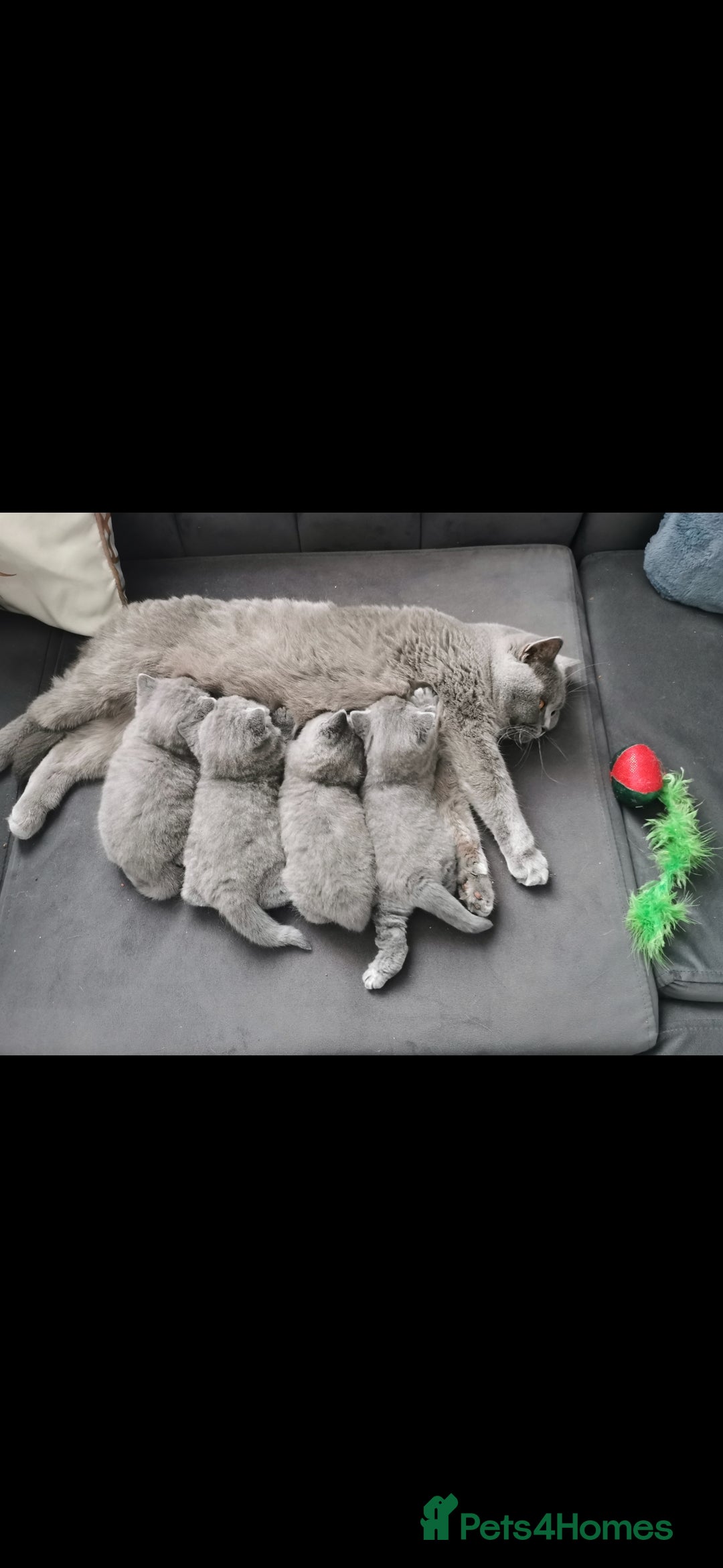 British Shorthair cats for sale: BSH🇬🇧👑🇬🇧💙British Shorthair girl😻💙 Gccf  - Image 18