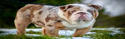 English Bulldog dogs for stud: Heavy set BRITISH BULLDOG - Advert 8