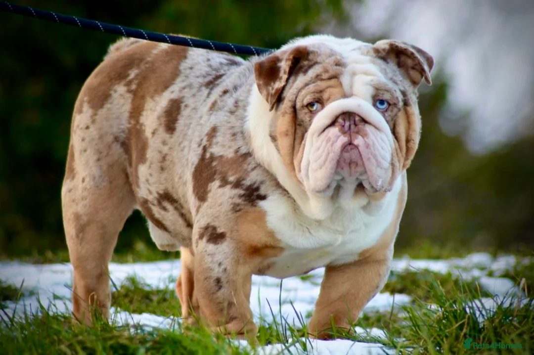 English Bulldog dogs for stud: Heavy set BRITISH BULLDOG - Advert 8