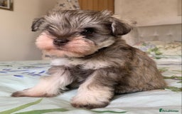 Miniature Schnauzer dogs for sale: KC BVA/MAC Chocolate Pepper Mini Schnauzers - Image 1