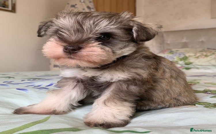 Miniature Schnauzer dogs - Advert 7