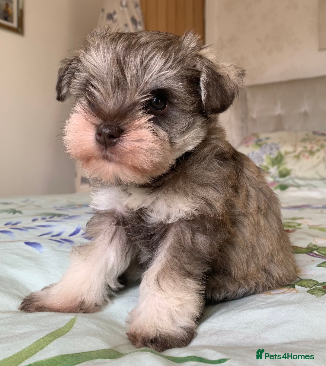 Miniature Schnauzer dogs for sale: KC BVA/MAC Chocolate Pepper Mini Schnauzers - Image 1