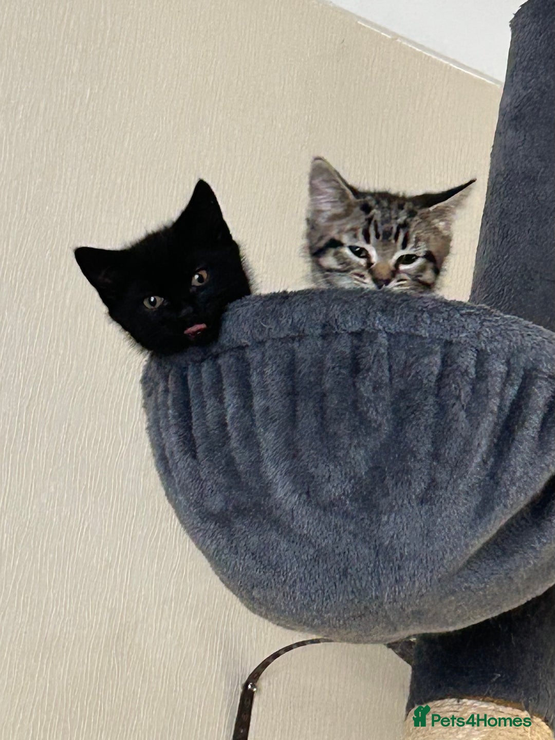 Mixed Breed cats for sale: Maine Coon cross kittens  - Advert 1