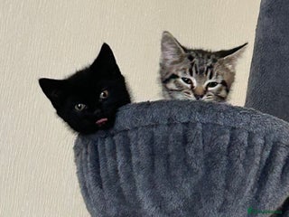 Mixed Breed cats Maine Coon cross kittens - Advert 1