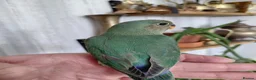 Lovebirds birds for sale: Cute little lovebirds babies  - Advert 5