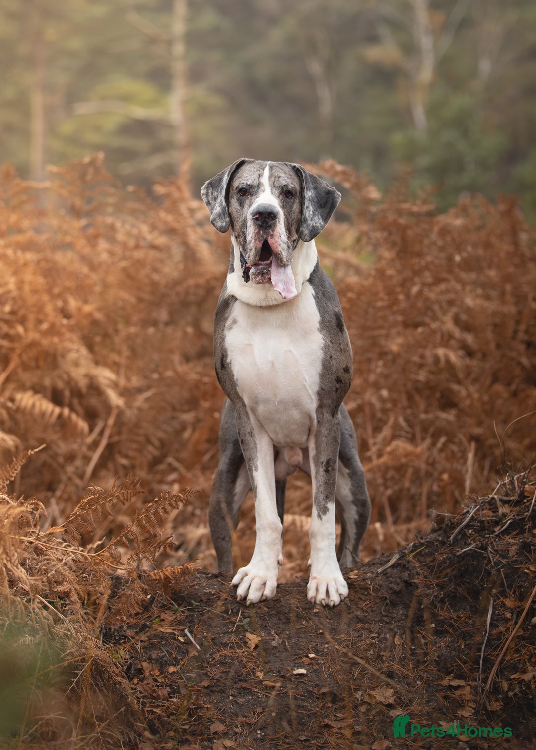 Great Dane dogs for stud: Great Dane merle stud dog  - Advert 4