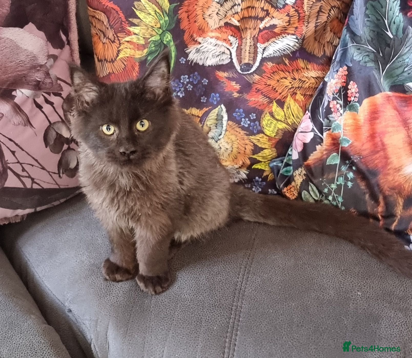 Maine Coon cats for sale: Registered Pedigree Maine Coon Kittens for sale  - Advert 1
