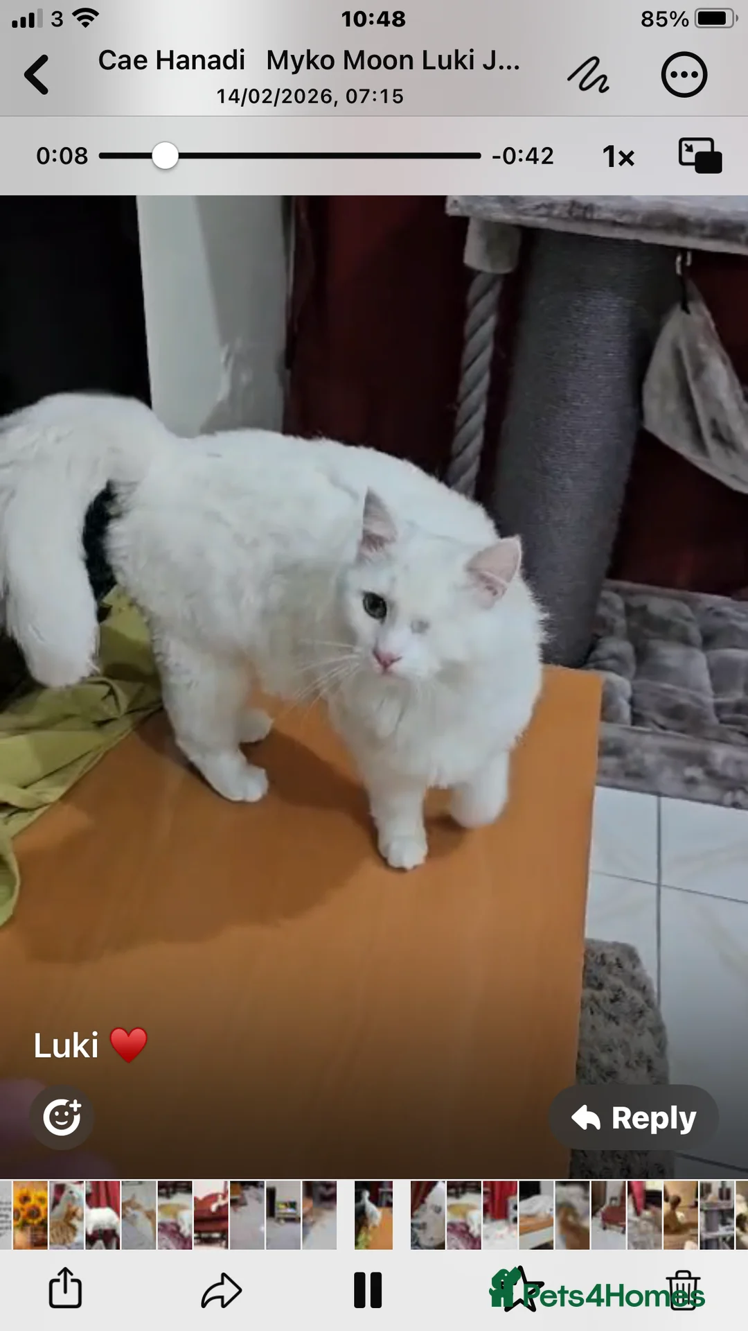 Mixed Breed cats for adoption: MIX TURKISH ANGIRA BONDED PAIR CALM AFFECTIONATE  - Advert 9