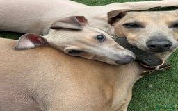 Italian Greyhound dogs for sale: Cooper beautiful silver grey very confident boy - Image 6