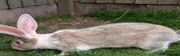 Continental Giant rabbits for sale: Ready now lovely boys  - Advert 2