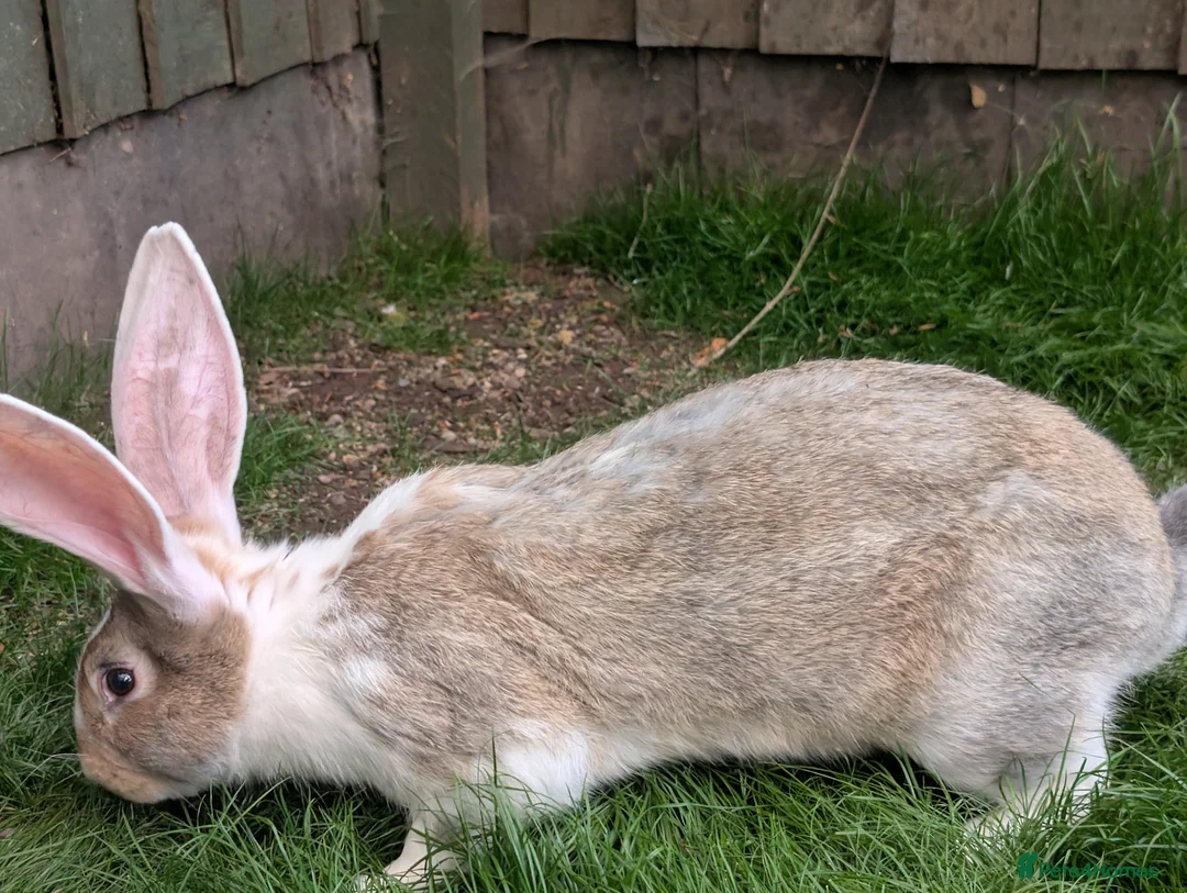 Continental Giant rabbits for sale: Ready now lovely boys  - Advert 2