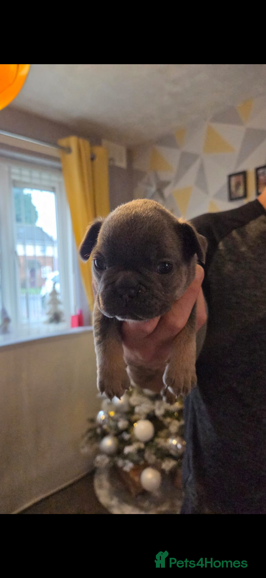 French Bulldog dogs for sale: French bulldog puppies - Advert 5