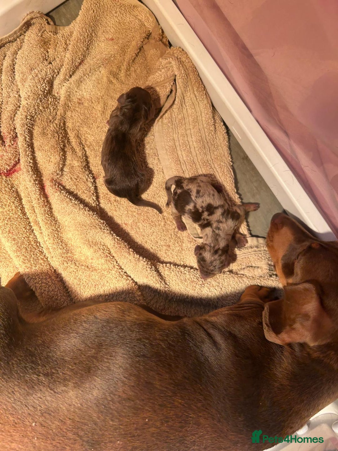 Miniature Dachshund dogs for sale: 🐾 Adorable Miniature Dachshund Puppies For Sale   - Image 7