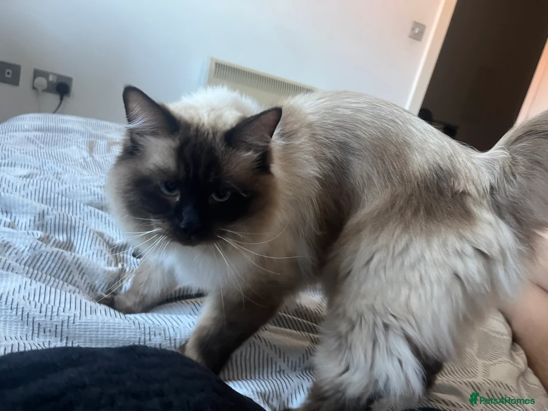 Ragdoll cats for sale: 4 yr old ragdoll male  in Manchester - Advert 2