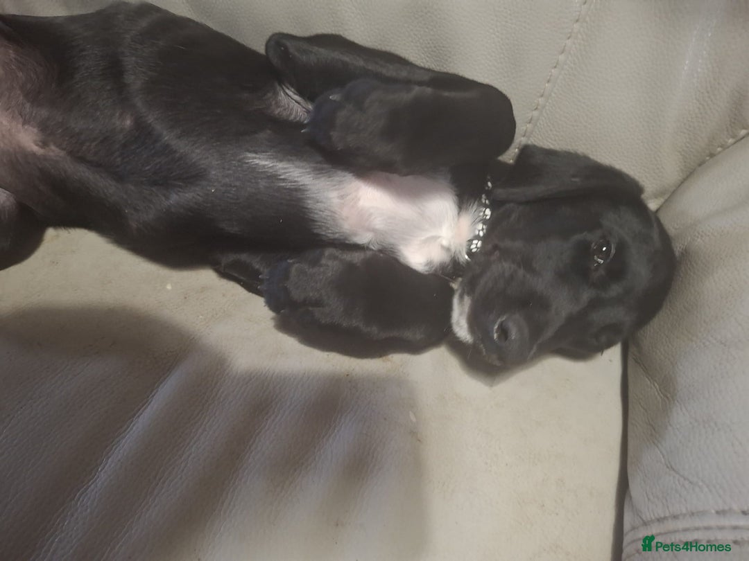 Mixed Breed dogs for sale: Puppies ready for their forever homes   in Grimsby - Image 9