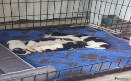 Mixed Breed dogs for sale: Jack russell pups - Image 3