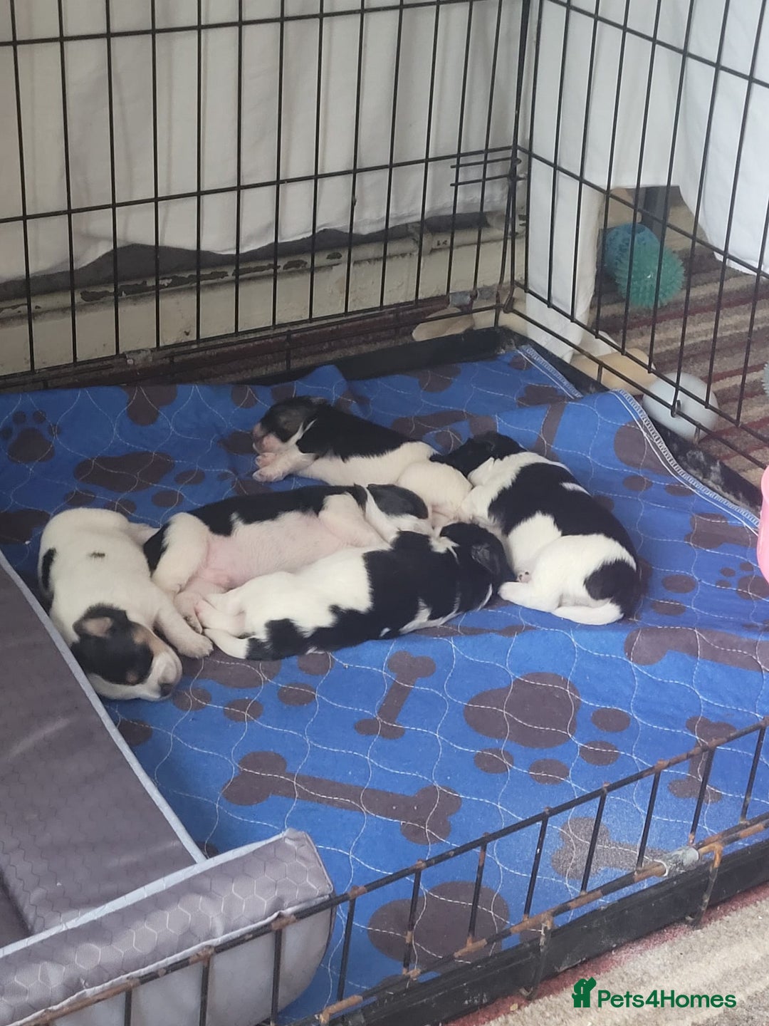 Mixed Breed dogs for sale: Jack russell pups - Image 3