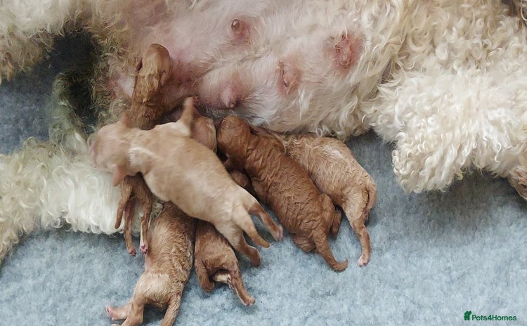 Cockapoo dogs - Advert 4