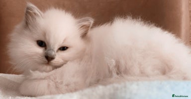 Ragdoll cats - Advert 3