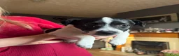 Chihuahua dogs for sale: Jack russell cross  - Advert 8