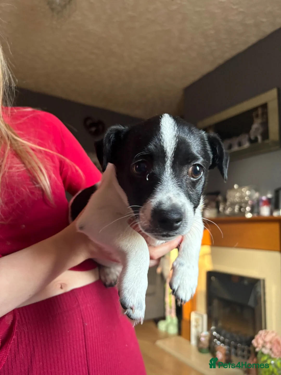 Chihuahua dogs for sale: Jack russell cross  - Advert 8