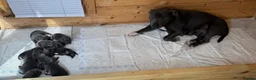 Staffordshire Bull Terrier dogs for sale: Blue staffordshire bull terrier puppies - Advert 1