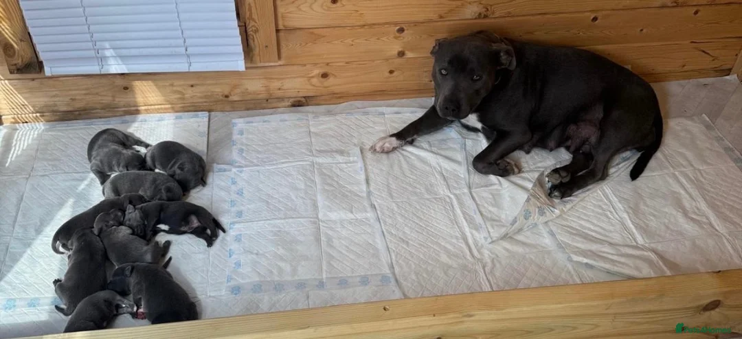 Staffordshire Bull Terrier dogs for sale: Blue staffordshire bull terrier puppies - Advert 1