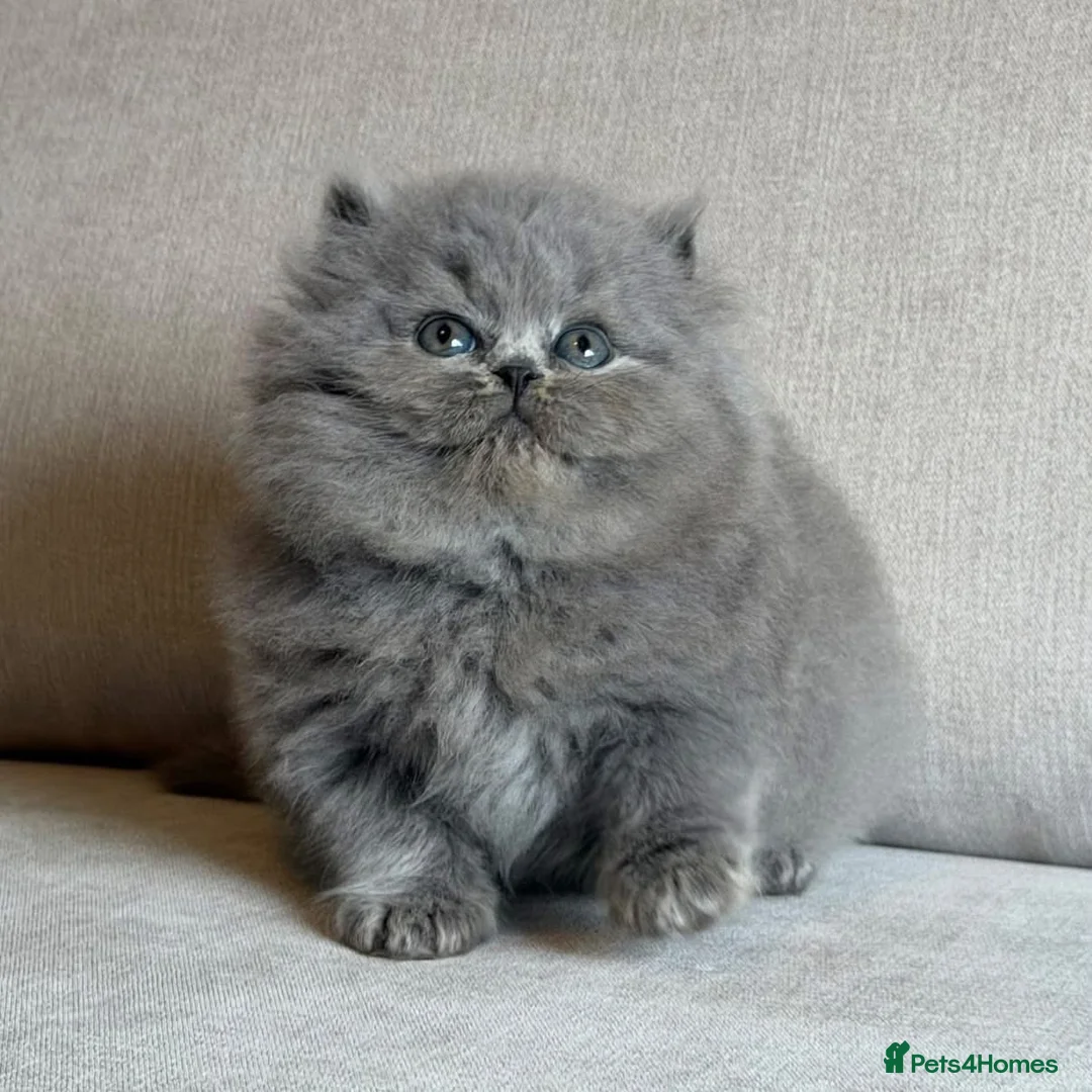 British Longhair cats for sale: Beautiful British longhair boy  - Advert 2