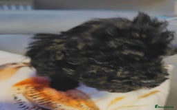 Shihpoo dogs for sale: Standard poodle x shihpoo - Image 14