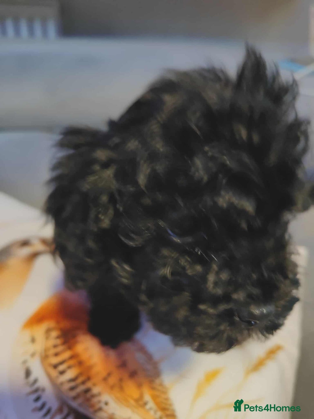 Shihpoo dogs for sale: Standard poodle x shihpoo - Image 14