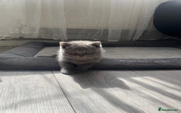 British Shorthair cats for sale: Wonderful, fluffy British Shorthair kittens - Image 15