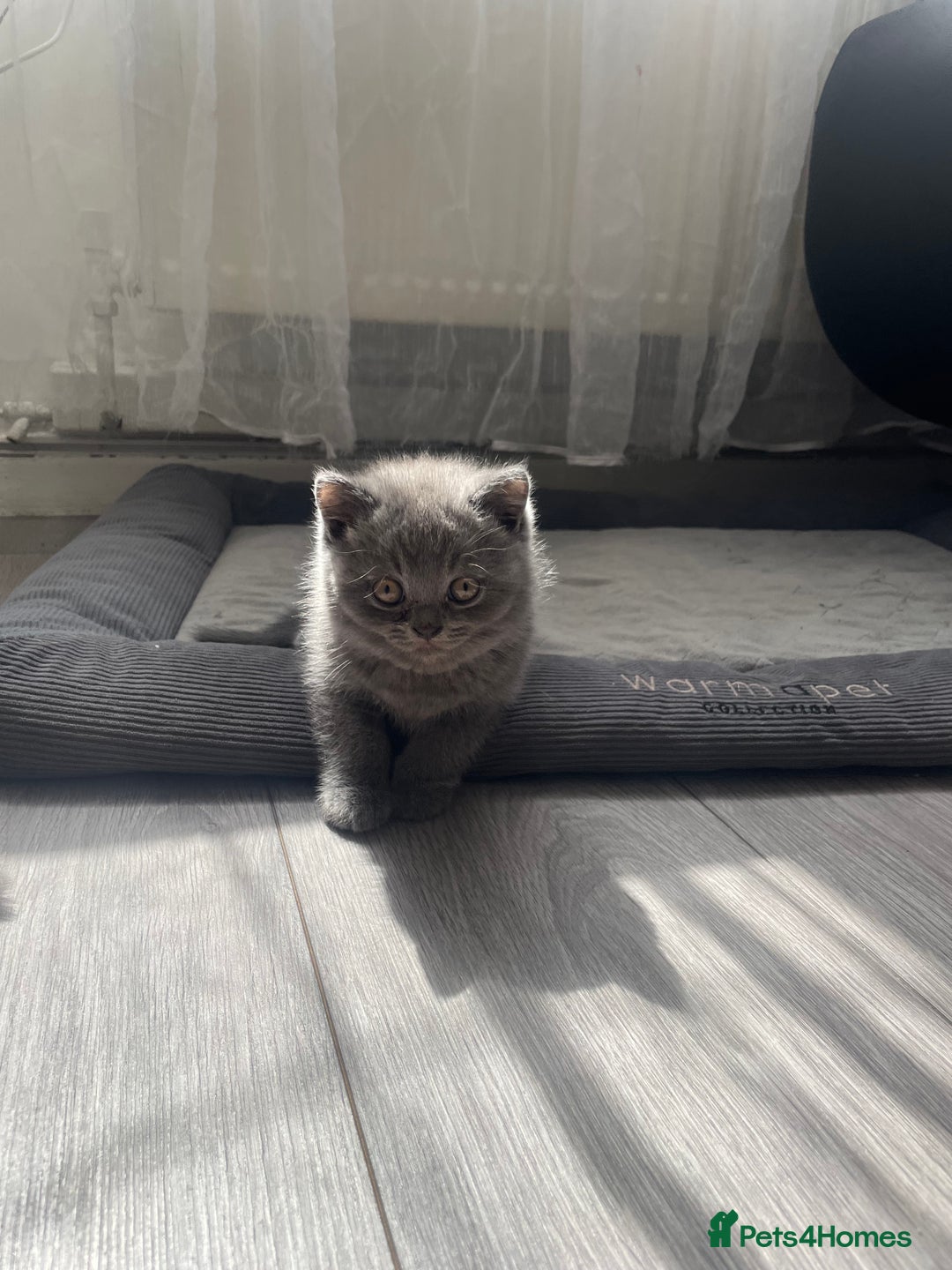 British Shorthair cats for sale: Wonderful, fluffy British Shorthair kittens - Image 15