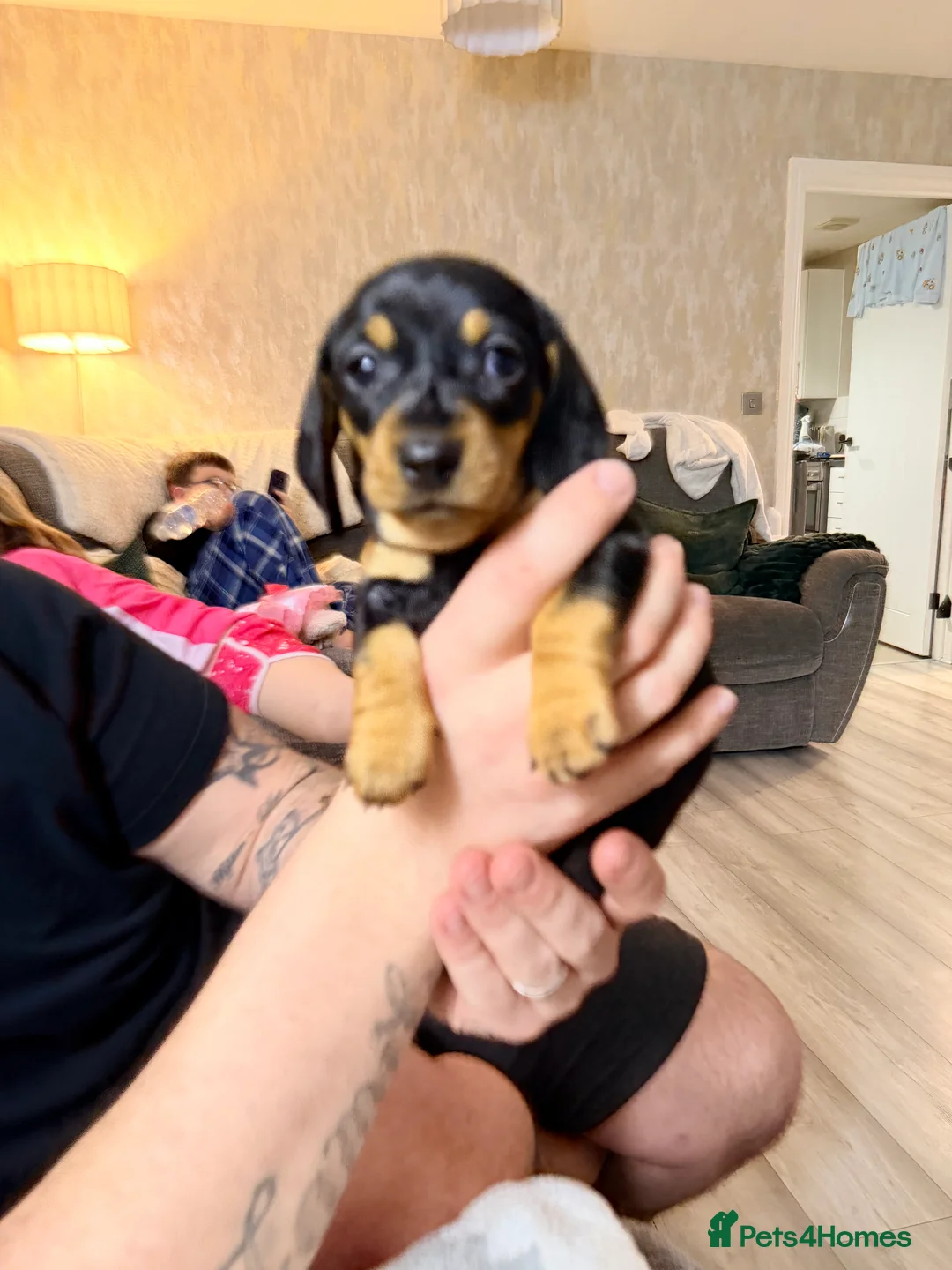 Miniature Dachshund dogs for sale: 💜🎀 FINAL GIRL REDUCED!!! 🎀💜 - Advert 15