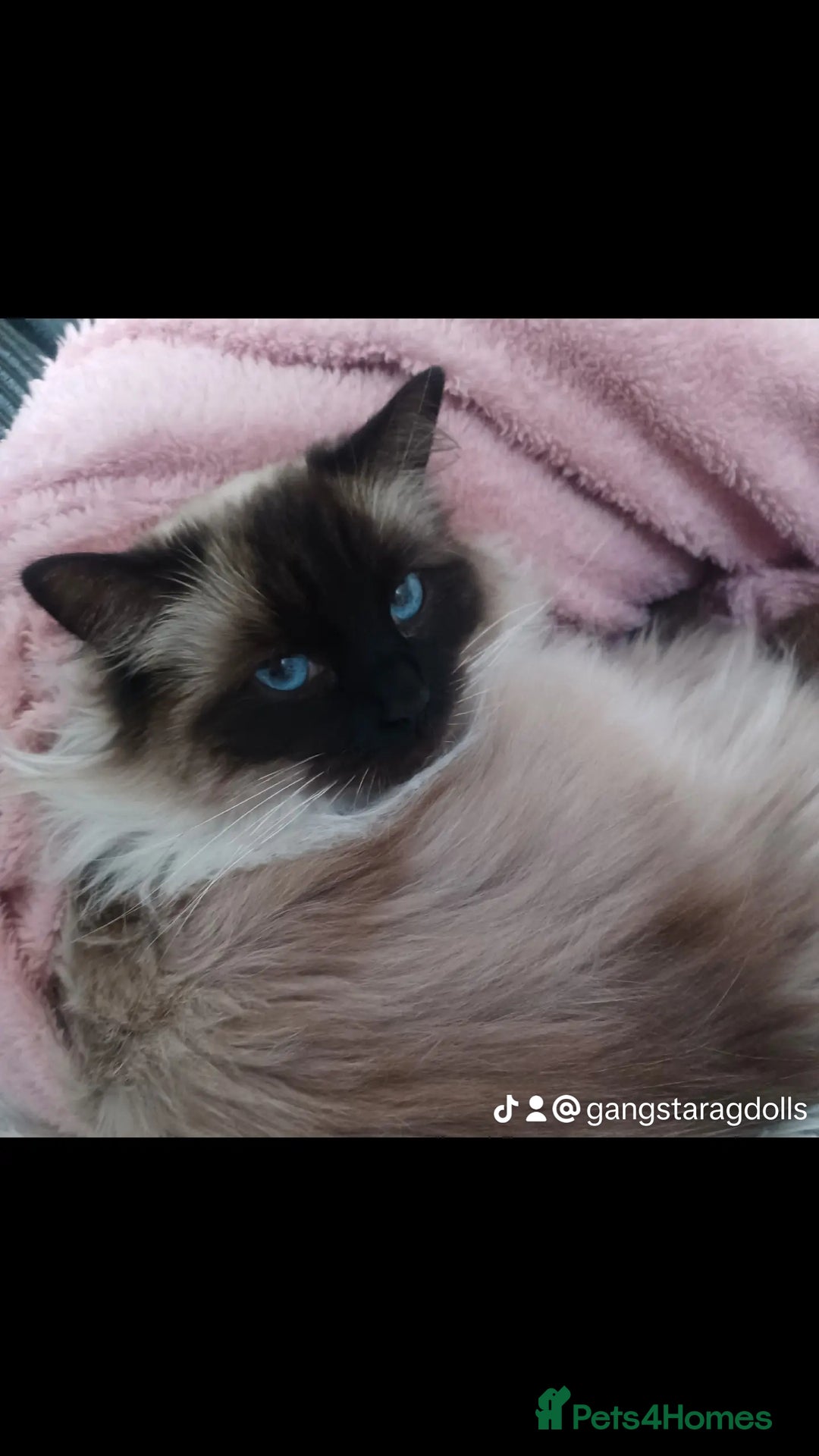 Ragdoll cats for sale: Ragdoll Cat for Rehoming – Lady (6 years old) - Advert 2