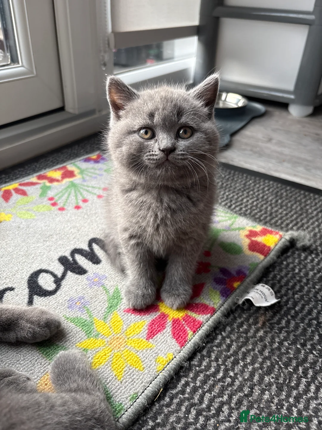 British Shorthair cats for sale: British Shorthair kittens in Lutterworth - Advert 2