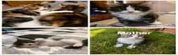 Mixed Breed cats for sale: Kittens for sale  in Birmingham - Advert 13