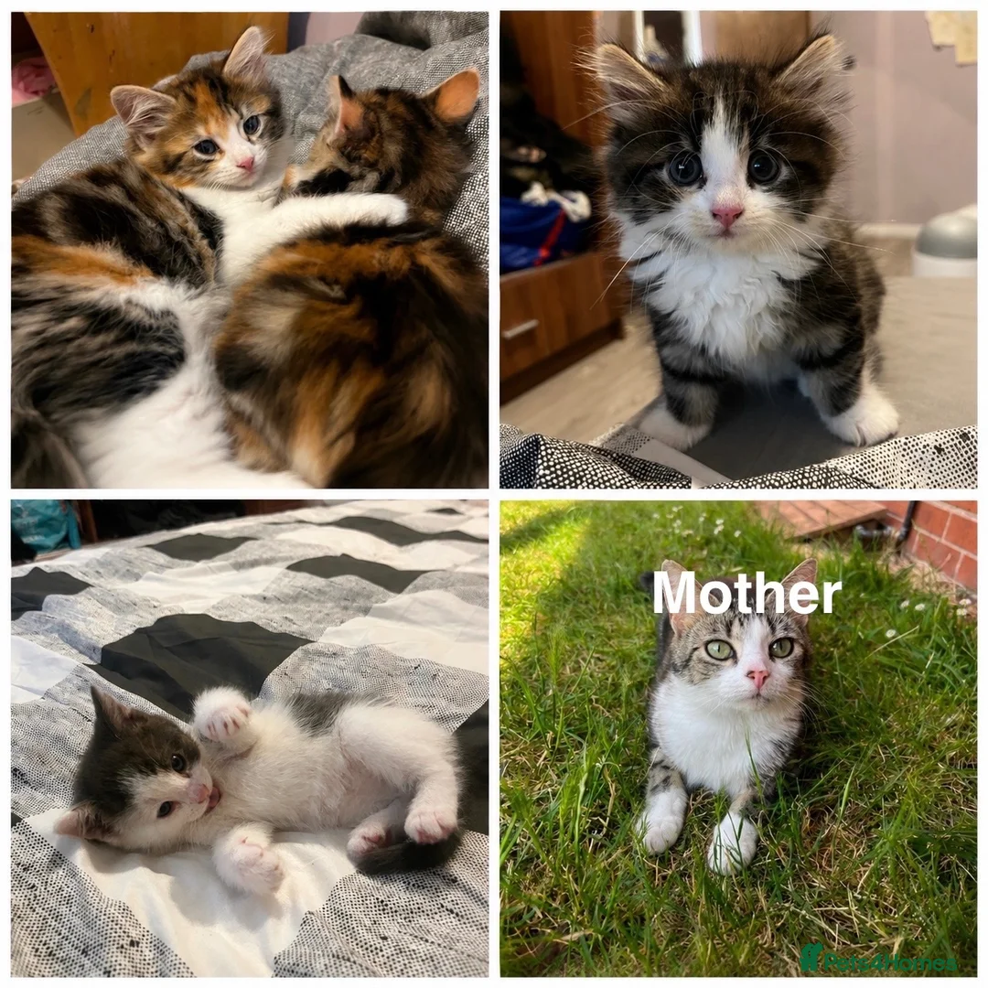 Mixed Breed cats for sale: Kittens for sale  in Birmingham - Advert 13