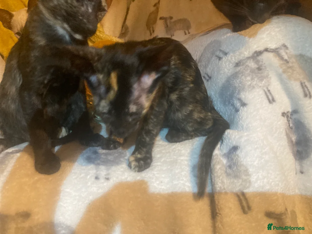 Oriental cats for sale: 2 Oriental girl kittens - Advert 15