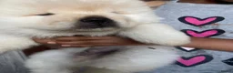 Chow Chow dogs for sale: Chow chow babies  in Enfield - Advert 2
