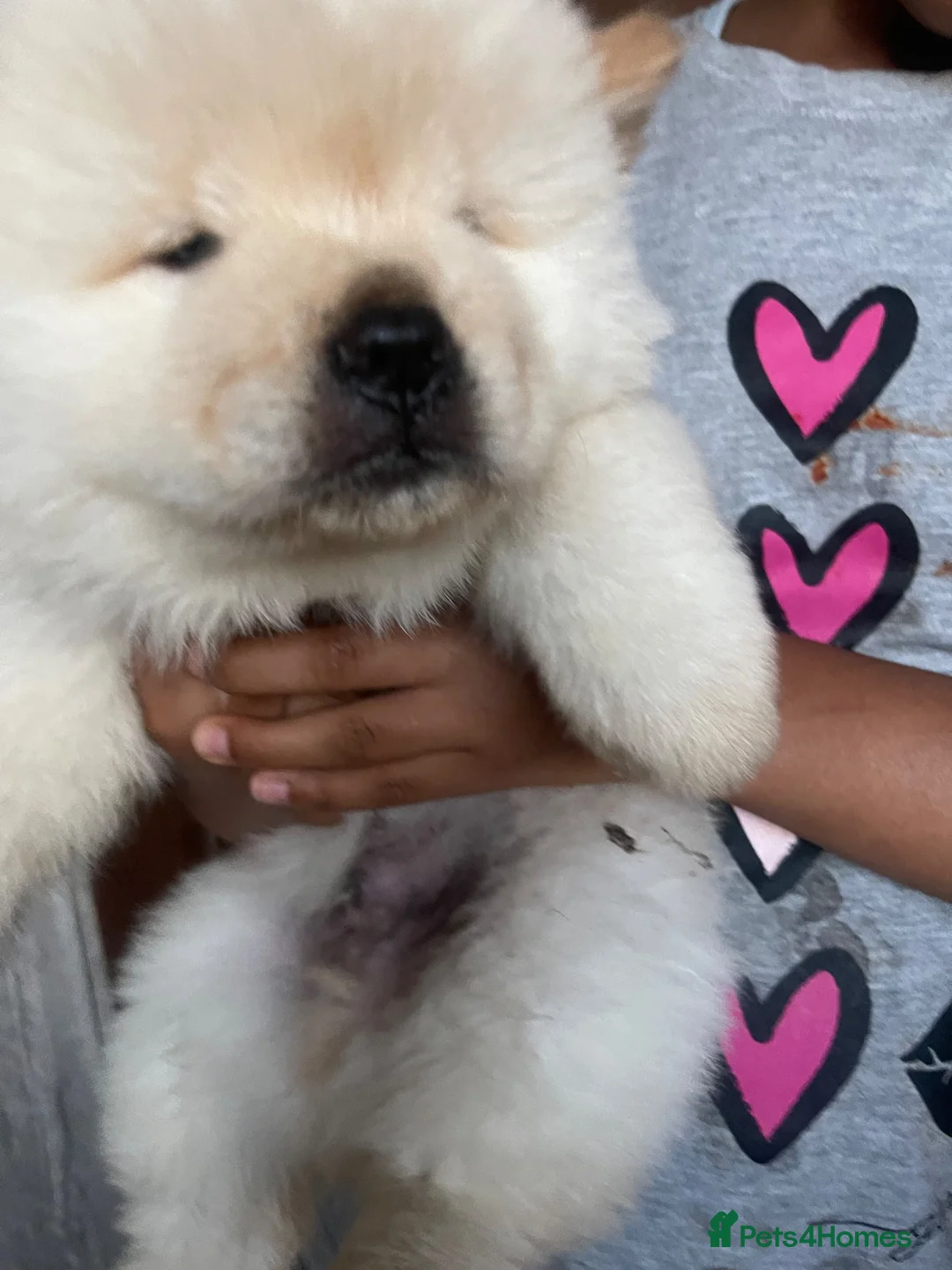 Chow Chow dogs for sale: Chow chow babies  in Enfield - Advert 2