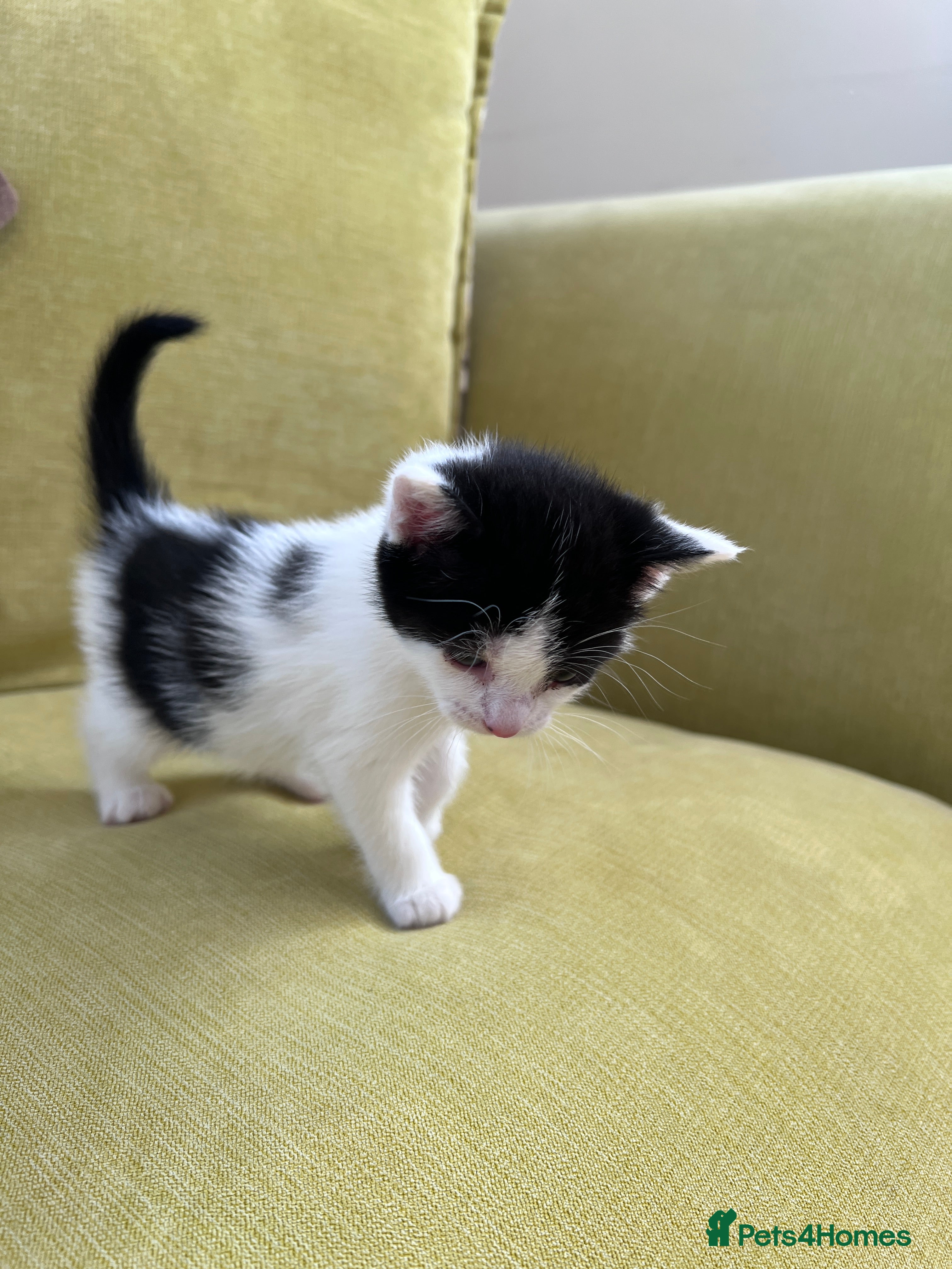 Mixed Breed cats LAYLA’S GORGEOUS LITTER OF FIVE 🐱 🐈 🐈‍⬛ 🐱 🐈  - Advert 2