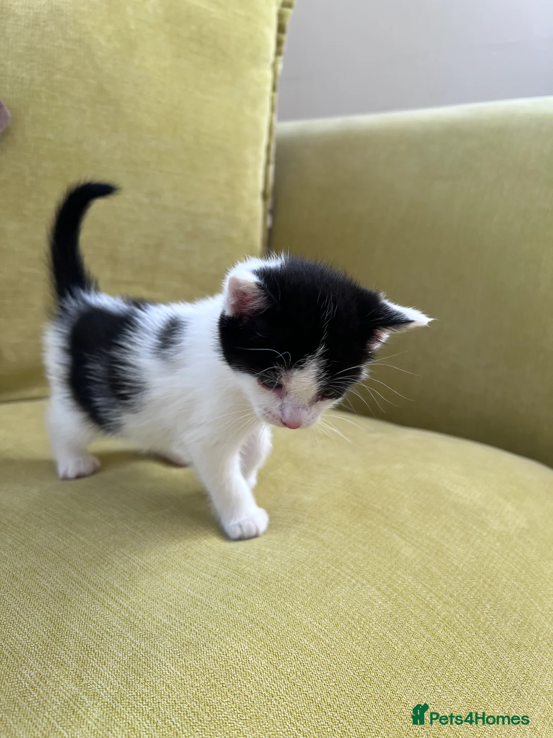 Mixed Breed cats for sale: LAYLA’S GORGEOUS LITTER OF FIVE 🐱 🐈 🐈‍⬛ 🐱 🐈  - Advert 2