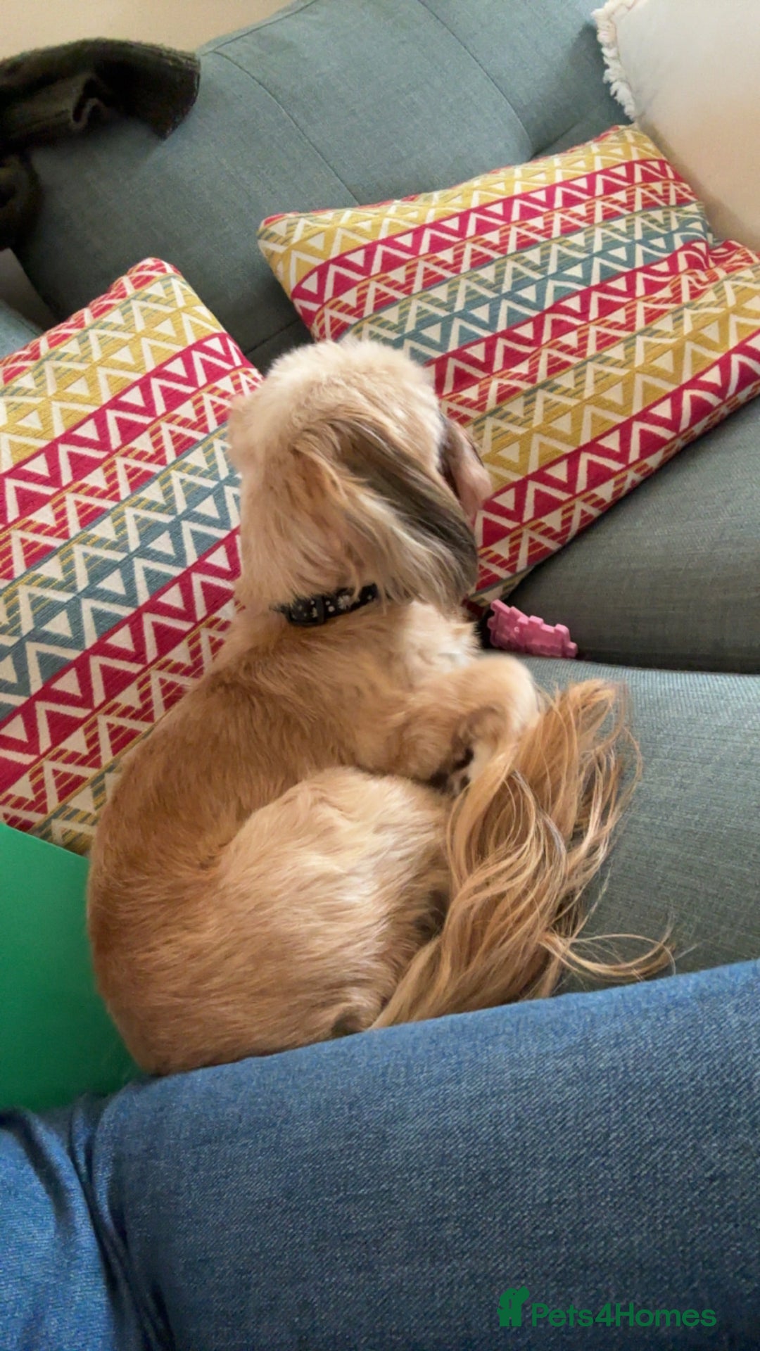 Shih Tzu dogs for sale: Gorgeous female Shih Tzu  - Image 4