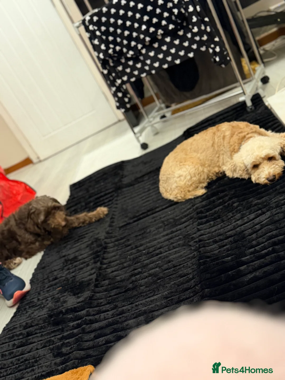 Cockapoo dogs for stud: Cockapoo chocolate for stud - Advert 2