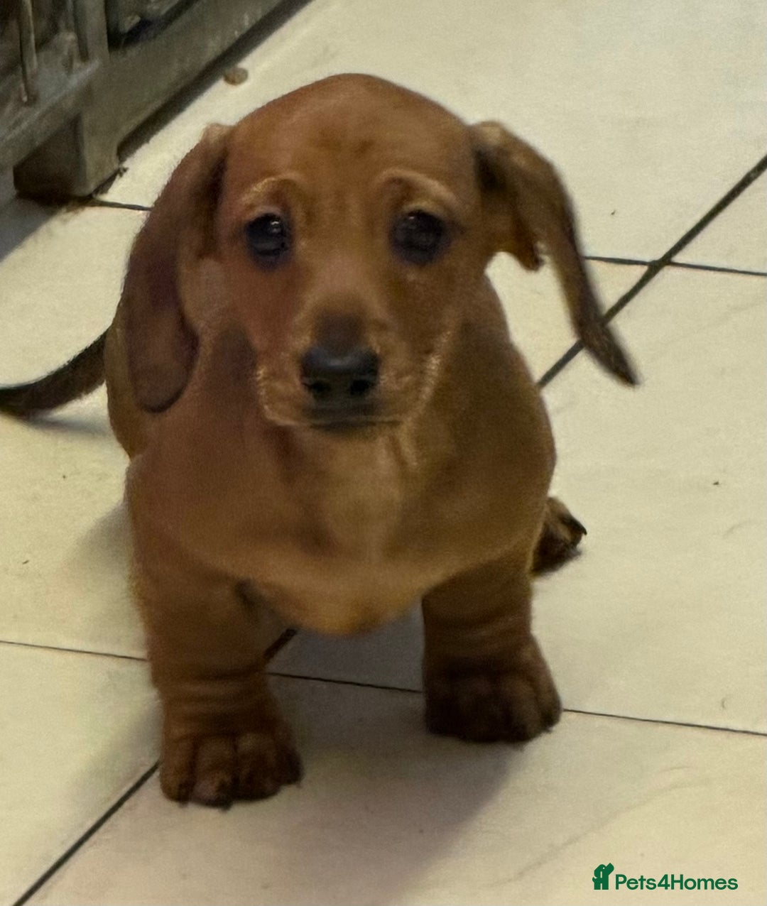 Miniature Dachshund dogs for sale: Beautiful mini dachshund puppy's now available  - Advert 4