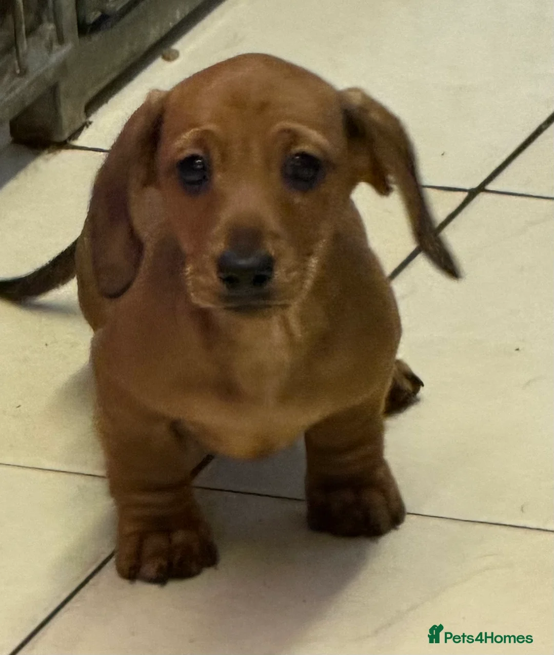 Miniature Dachshund dogs for sale: Beautiful mini dachshund puppy's now available  - Advert 9