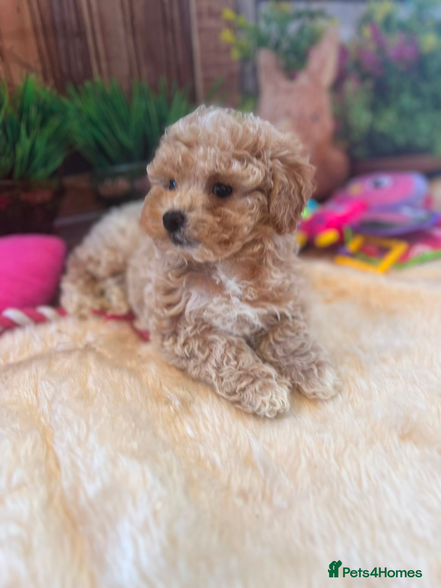 Maltipoo dogs Beautiful maltipoo puppies - Advert 8